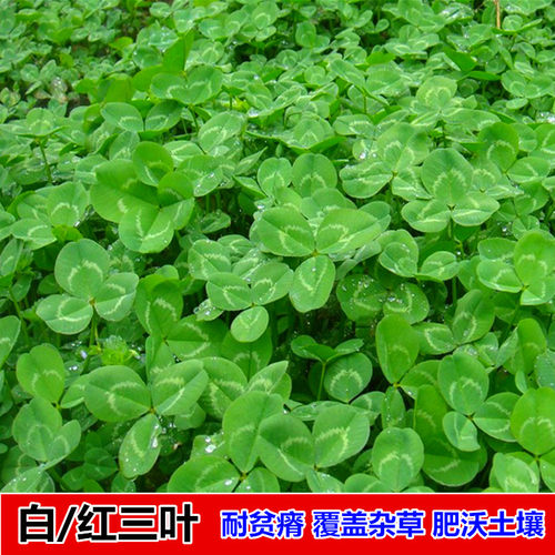 草籽耐阴园林景观绿化矮生进口