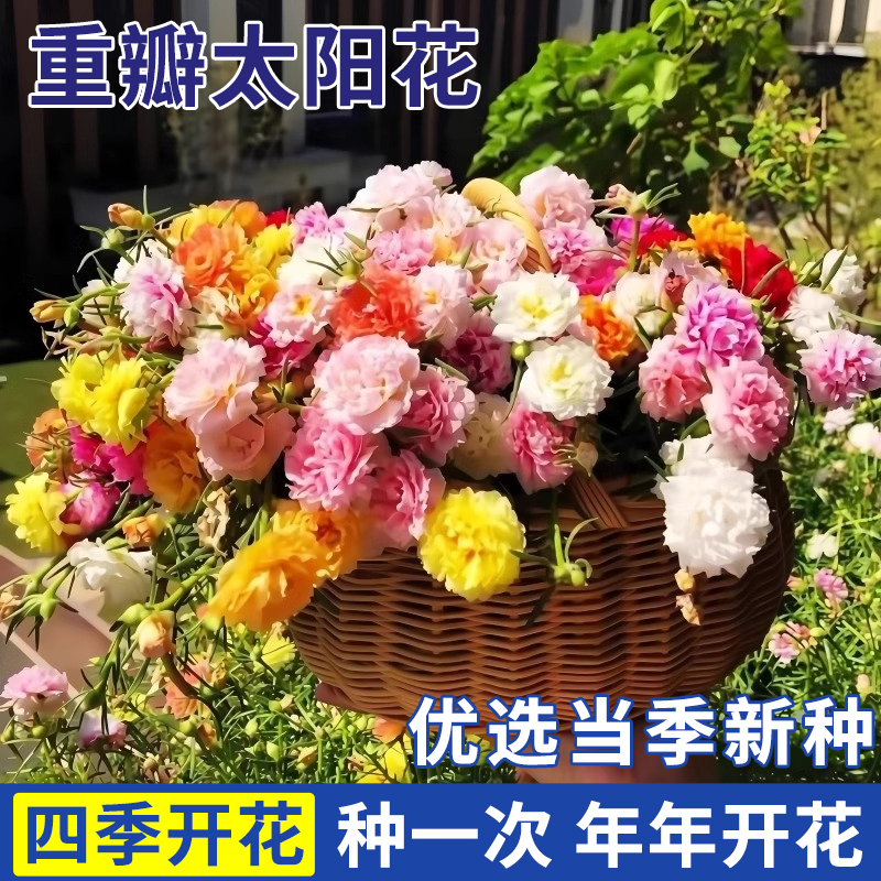 重瓣太阳花种籽四季开花易活小雏菊格桑花阳台盆栽室内外花卉种子