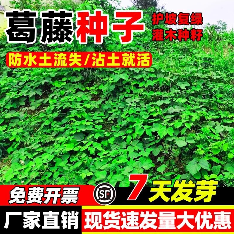 葛藤种子爬山虎苗油麻藤四季常青矿山复绿护坡固土爬藤植物草种籽