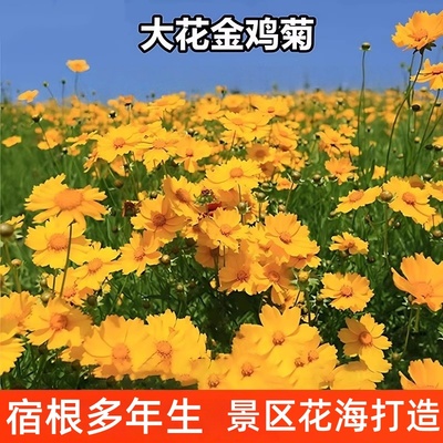 多年生大花金鸡菊花种孑波斯菊百日草花籽景观四季播种开花种籽子