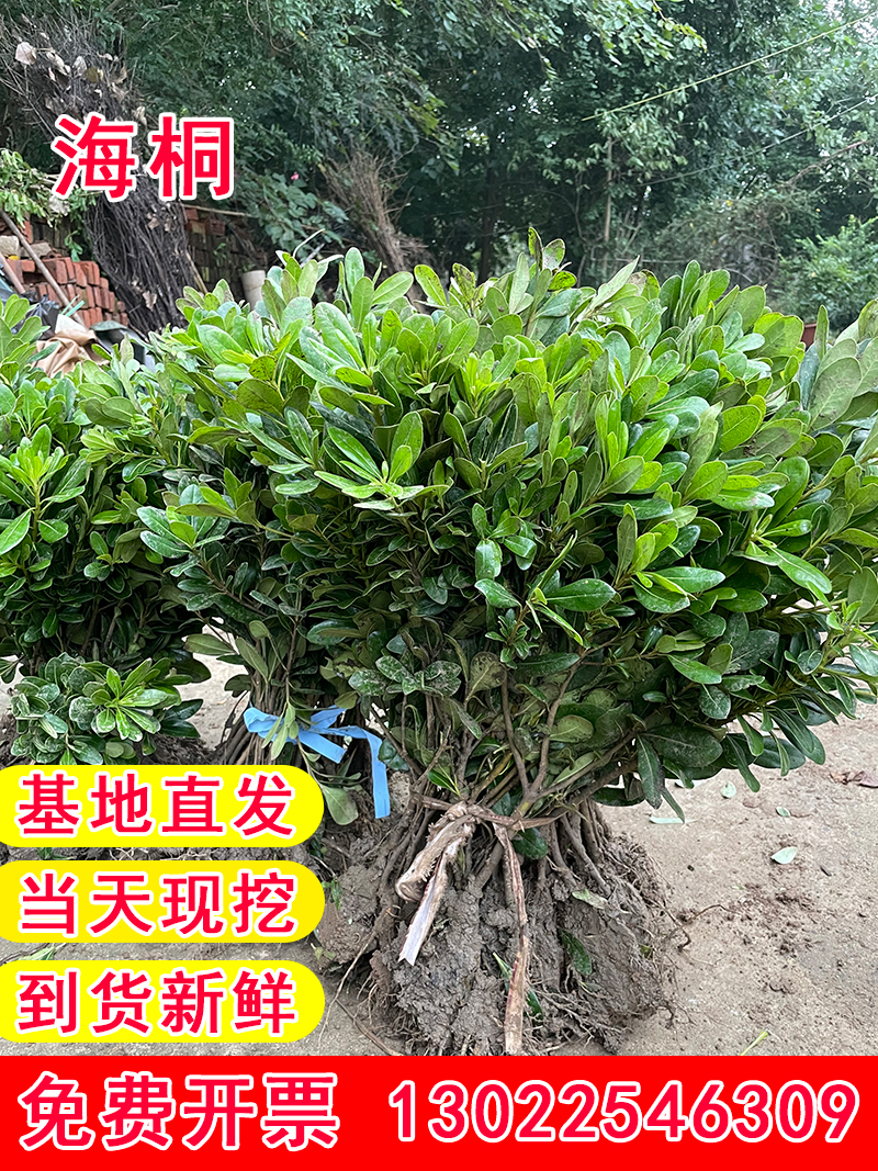 海桐树苗四季常青基地直发