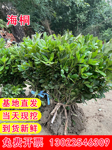 海桐树苗四季常青庭院芳香型绿篱工程苗耐寒绿化篱笆植物墙海桐球