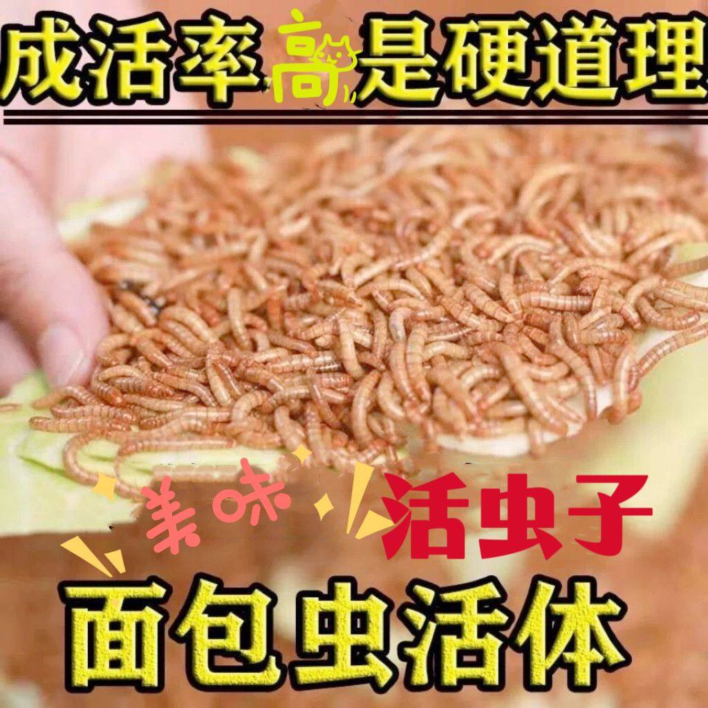 面包黄虫活体鸟虫子鸟食物宠物粮