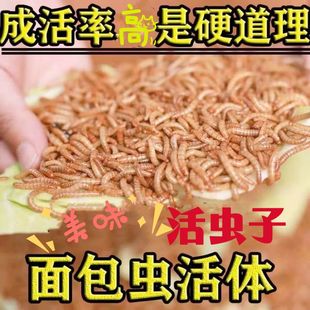 家用活虫种虫鲜虫超级大麦虫子小型鹦鹉通用鸟食画眉小麦虫面包虫