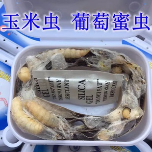 玉米虫葡萄蜜虫包邮大蜡螟守宫食物鬃狮蜥扣粮大蜥蜴蝎子蜈蚣饲料
