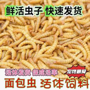 活的虫子面包虫龟粮喂小鸡吃的鸟虫子鹦鹉八哥画眉鸟食物活体饲料