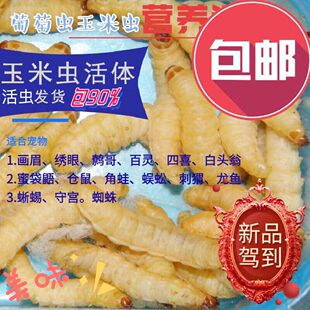 大中小号玉米虫活体葡萄蜜虫活体柴虫皮虫鸟粮爬宠活虫鱼饵鸟虫子