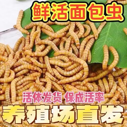 新鲜无菌大号面包虫活物野生鸟食