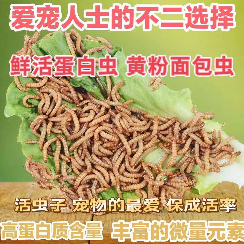 活虫子八哥鹩哥画眉喜鹊百灵鸟粮