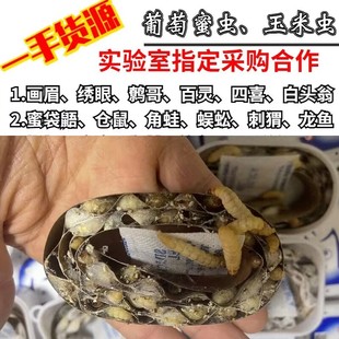 玉米虫葡萄蜜虫包邮大蜡螟守宫食物鬃狮蜥扣粮大蜥蜴蝎子蜈蚣饲料