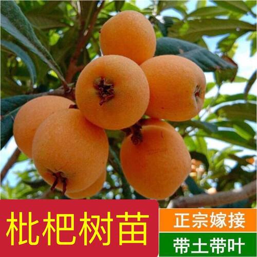 枇杷树苗嫁接大五星南北方种植盆栽地栽庭院种植带土带叶当年结果