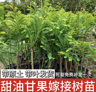 油柑树苗嫁接特大盆栽地栽余柑果树苗牛柑子苗树南方种植当年结果