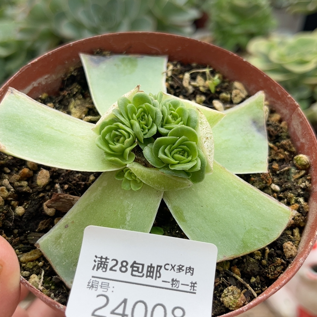 24008个体卷叶微多头,鲜花速递/花卉仿真/绿植园艺,多肉植物,淘宝优惠券,粉丝福利购,淘宝优惠卷