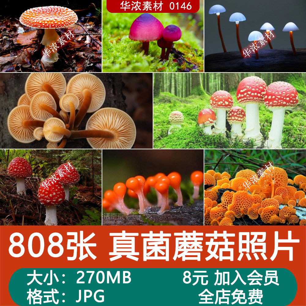 真菌蘑菇照片漫画插画游戏设计森林生物原画绘画摄影参考素材