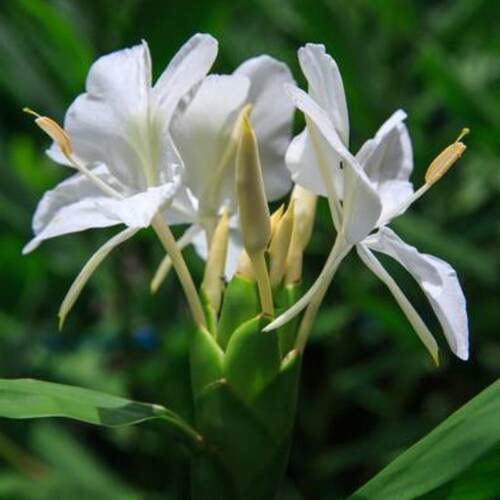 白姜花庭院室外阳台夏秋季开花