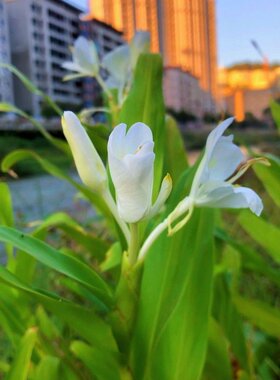 姜花盆栽芳香观花绿植室内外