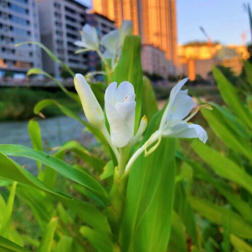 姜花盆栽芳香观花绿植室内外