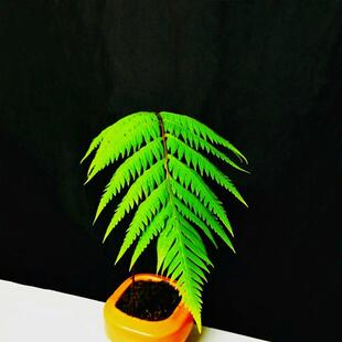 蕨类植物盆栽一叶蕨盆景客厅凤尾蕨室内懒人水培苔藓植物造景直发