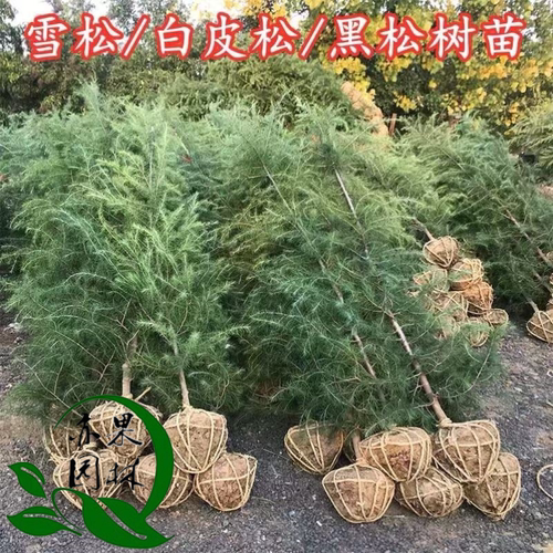 雪松树苗量大优惠精品苗木