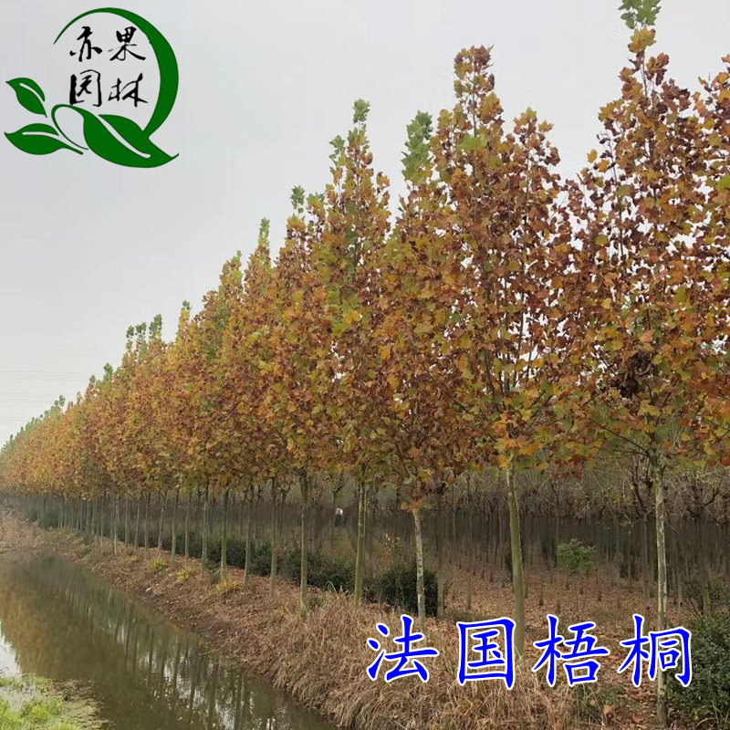 三千绿化法桐树遮阴成活率高