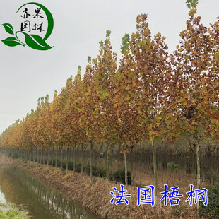 速生法桐树苗截杆发冒梧桐树城市遮阴大树凤凰木绿化树法桐小苗