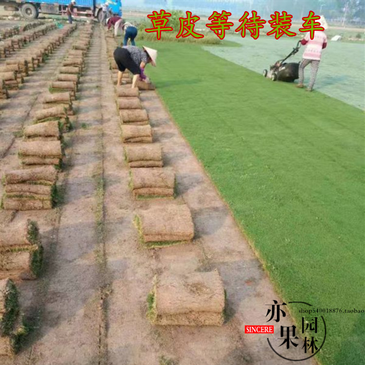 果林草百慕大马尼拉混播四季青草坪耐寒天堂鸟剪股颖高尔夫球场