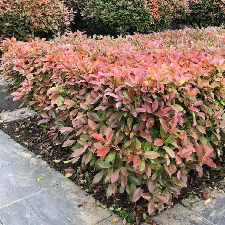 别墅苗木园林庭院杜鹃花