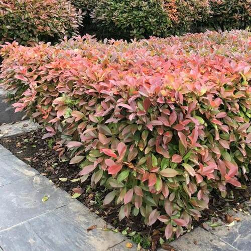石楠茶梅黄杨苗地被绿植
