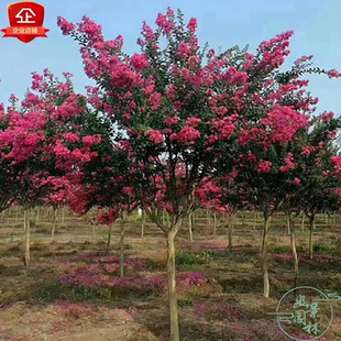 丛生紫薇花树苗红火箭红火球南方北方庭院种植盆栽四季观赏绿化苗