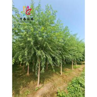 垂柳树苗黄金柳青皮旱柳小苗园林河道耐寒绿化风景大树速生金丝柳