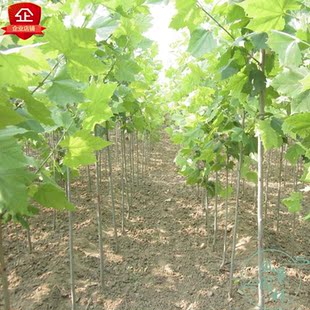 法国梧桐树苗法桐树苗绿化苗木法桐树苗小苗法桐苗速生法桐树苗