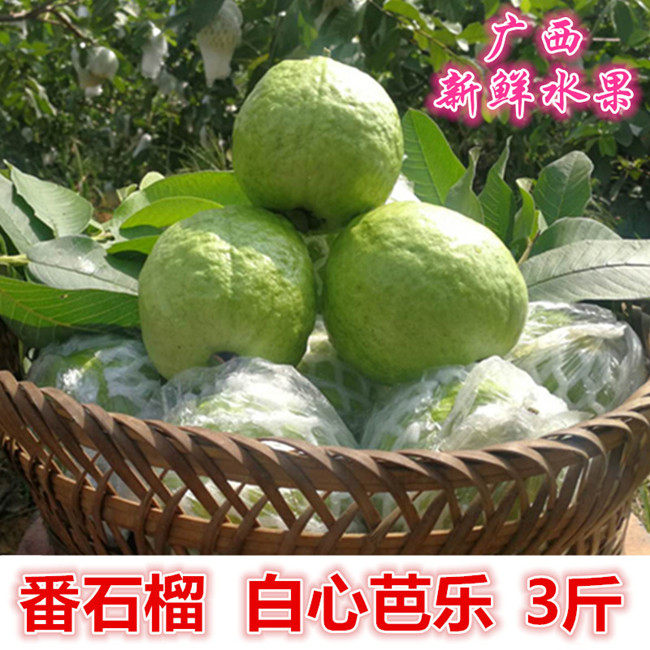 番石榴 3斤装 广西新鲜水果 白心色乐果园现摘发货清甜可口|msdalam kategori daging perikanan/Buah-buahan segar dan sayur-sayuran/dimasak, buah-buahan segar, jambu batu - dari Buy2taobao.com untuk memberikan perkhidmatan ejen Taobao profesional membeli