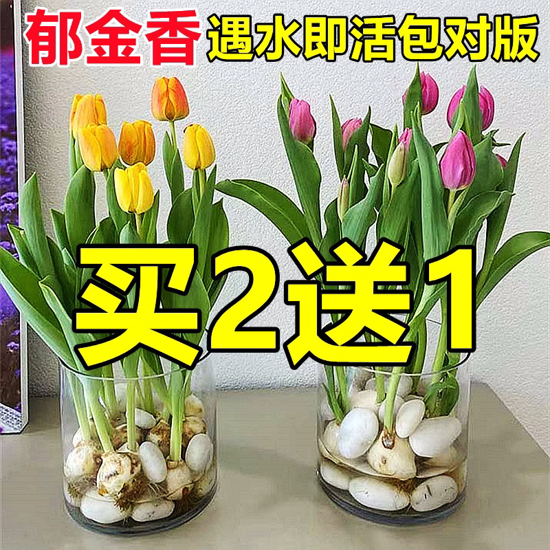 郁金香种球进口大球四季花卉盆栽