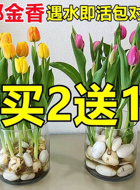 郁金香种球进口大球四季花卉盆栽苗带芽苞水培重瓣花土培风信子