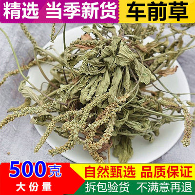 新货车前草500g克包邮野生