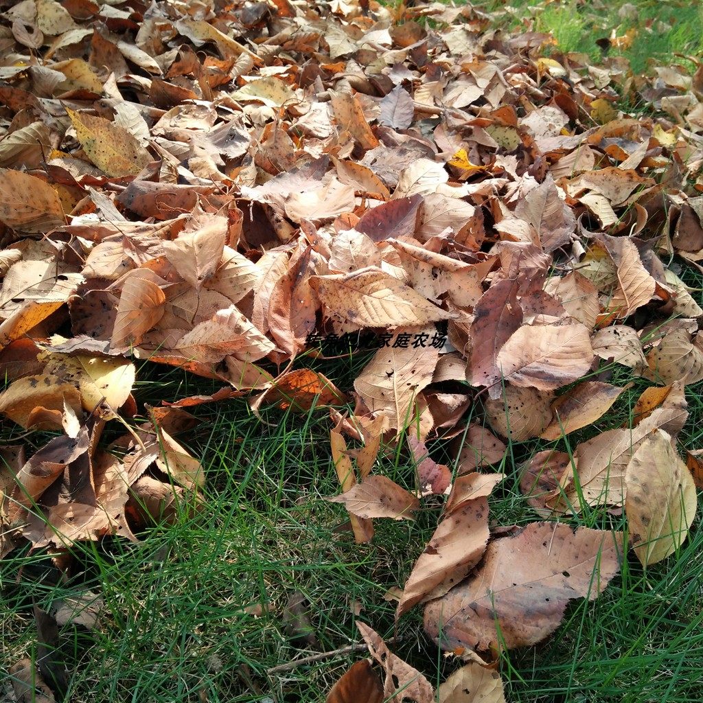 樱花枯树叶樱花秋叶陈列道具樱花落叶走秀道具布置摄影背景落叶