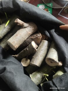 柳树枝新鲜柳树树杆 现锯发货35一斤