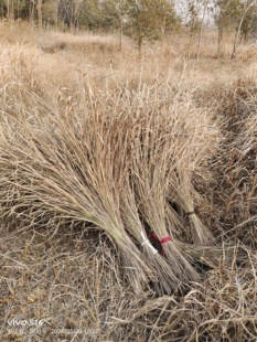 茅草杂草枯草 真枯草陈列摆设摄影道具场景布置真干草 现货1份1把
