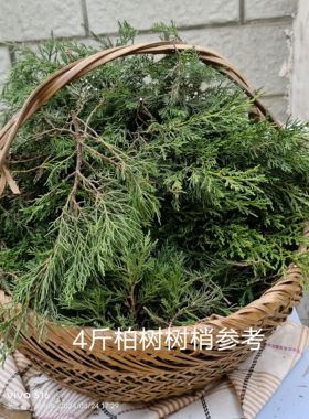 柏树树梢 柏树树枝 25元一斤新鲜