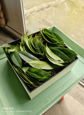 桂花树叶现采发货 新鲜桂花树叶 幼儿教学设计材料手工材料真树叶
