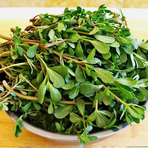 马齿苋菜新鲜包邮现摘马齿菜马蜂其它