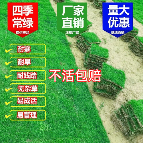 台湾草厂家带土花园绿化带泥土