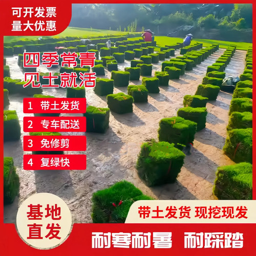 带泥土免修剪台湾草庭院别墅马尼拉草皮真草绿化工程草坪大叶油