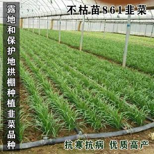 不枯苗861韭菜种子抗寒不休眠四季 播家庭阳台河南韭菜种子 包邮