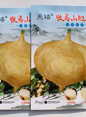 天禧牧马山地瓜种子凉薯种子葛薯豆薯沙葛种子皮薄脆甜地瓜种籽