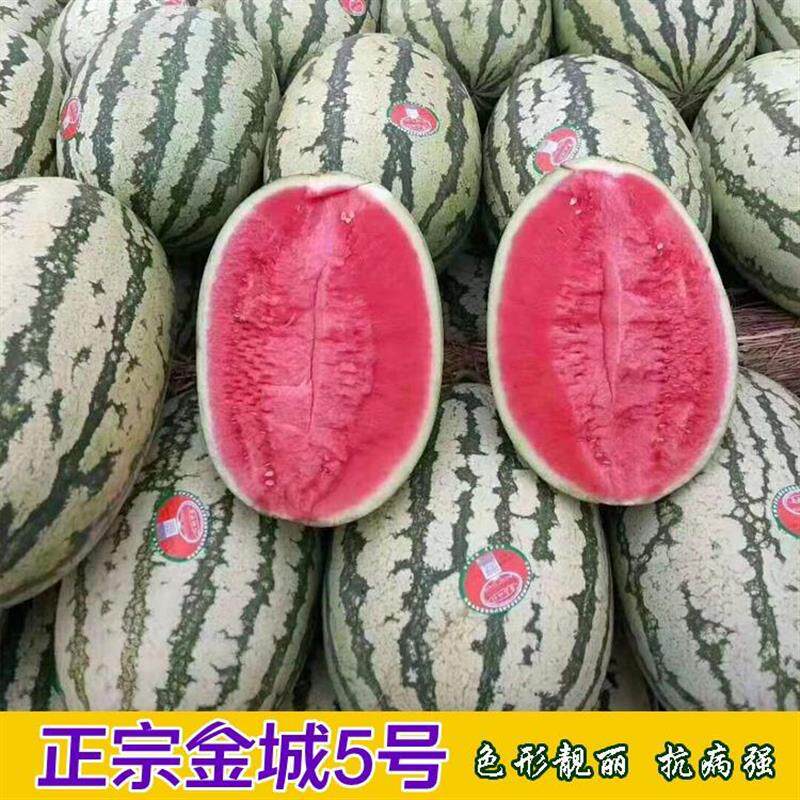 正宗金城5号西瓜种子特大甘肃硒砂瓜红瓤高产耐旱春季巨型懒汉瓜