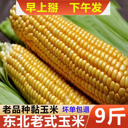 2026新东北新鲜粘糯玉米黄玉米白粘玉米现掰现发玉米老式玉米棒子