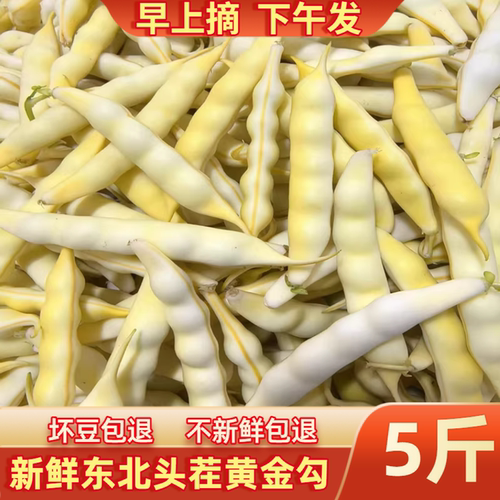 今年新鲜黄豆角东北黄金勾豆角油豆角兔子翻白眼勾勾黄豆角 - 封面