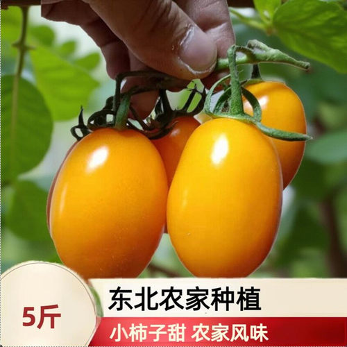 东北农家小黄柿子低脂蔬菜