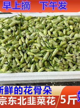 2026年当季东北新鲜韭菜花现摘韭菜花新鲜产地直发韭菜花酱可腌制